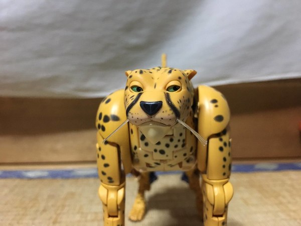 MP 34 Cheetor In Hand Pictures Of Beast Wars Masterpiece Figure 08 (8 of 23)